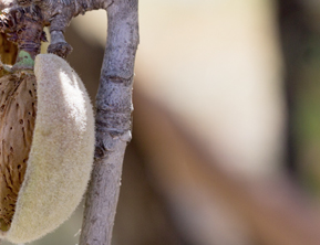 PROYECTO PLANTACIÓN DE ALMENDROS