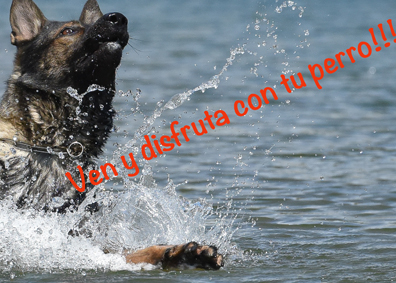 Jornadas de convivencia con perros