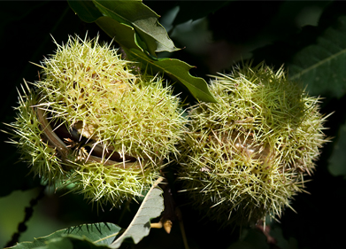 AYUDAS A LA PLANTACIÓN DEL CASTAÑO